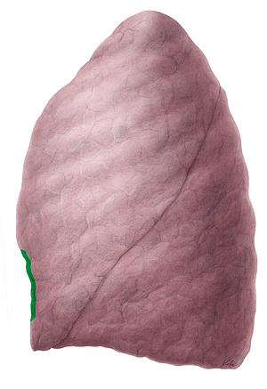Cardiac notch of left lung (#4286)