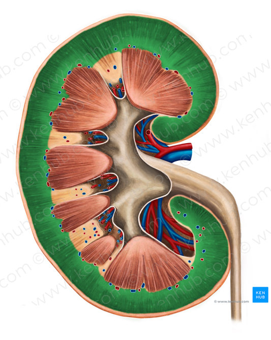 Renal cortex (#3039)