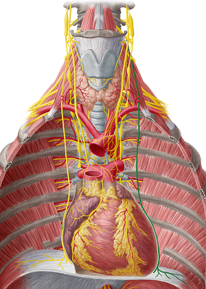 Left phrenic nerve (#6694)