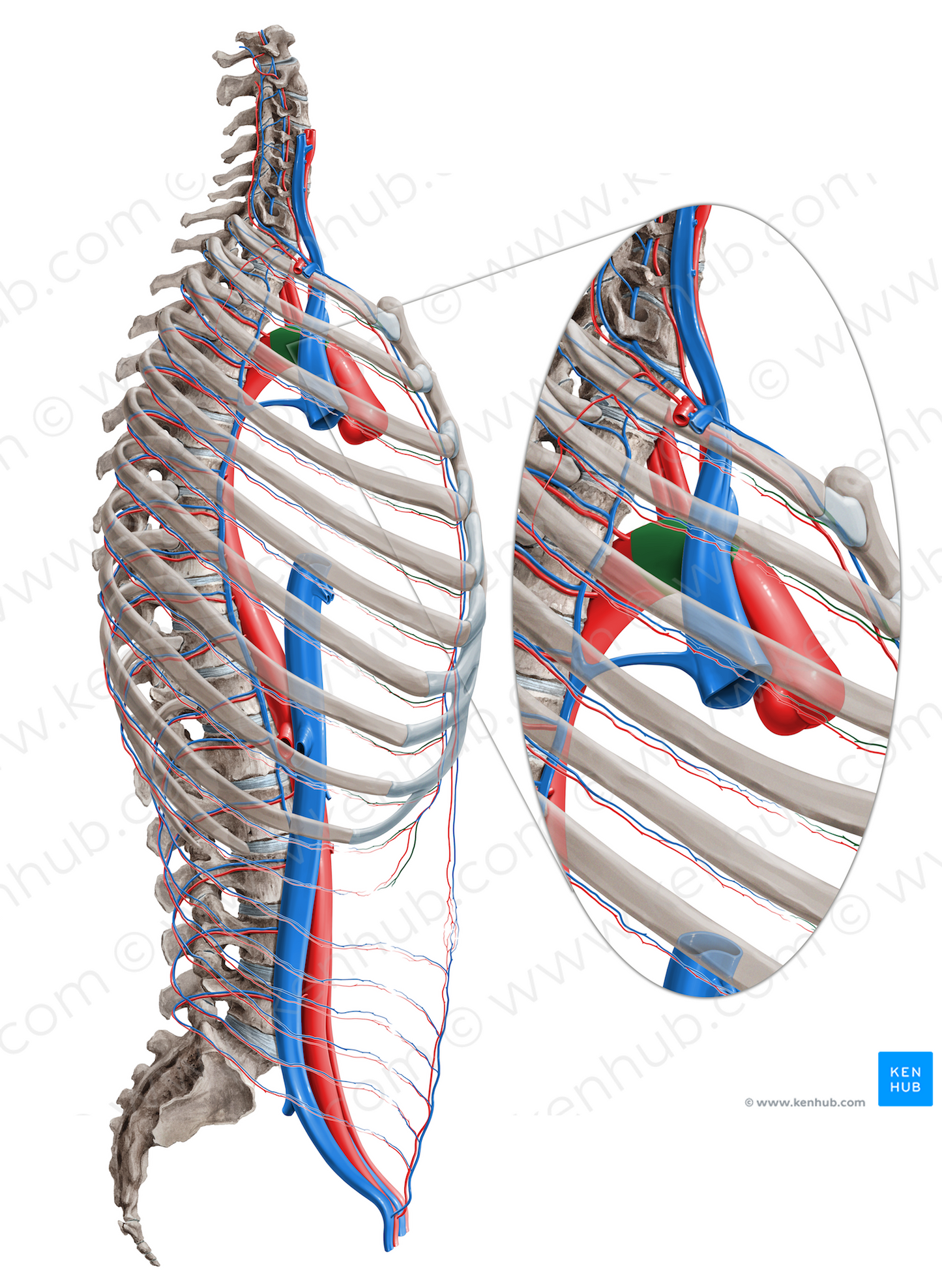 Aortic arch (#825)