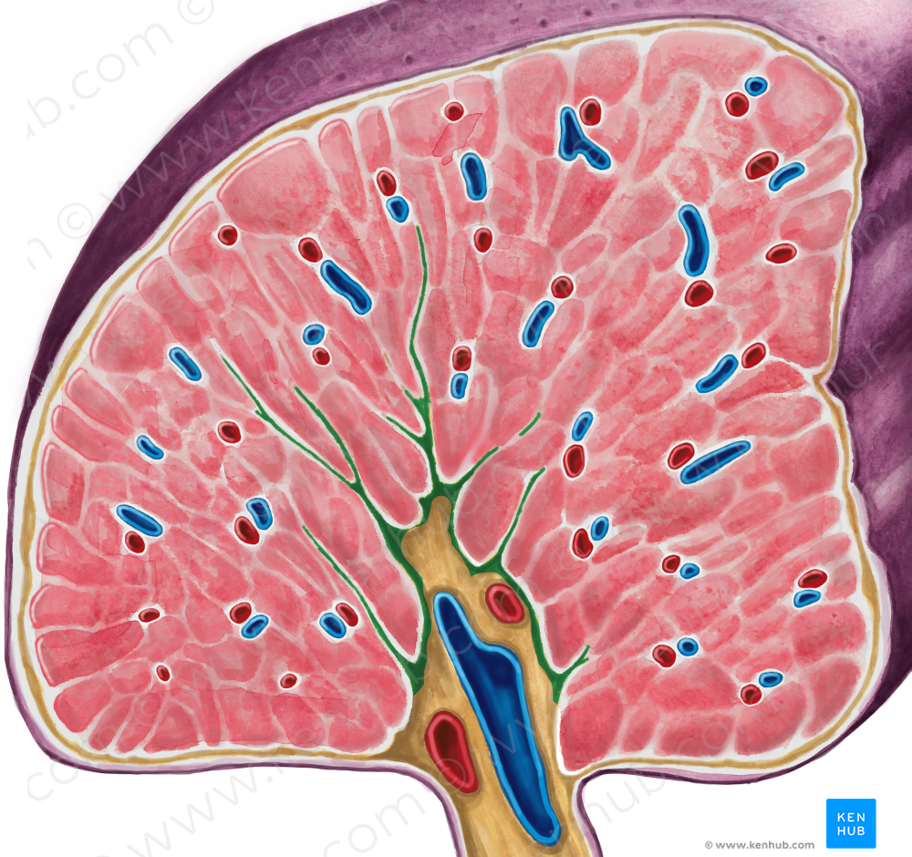 Splenic trabeculae (#9499)