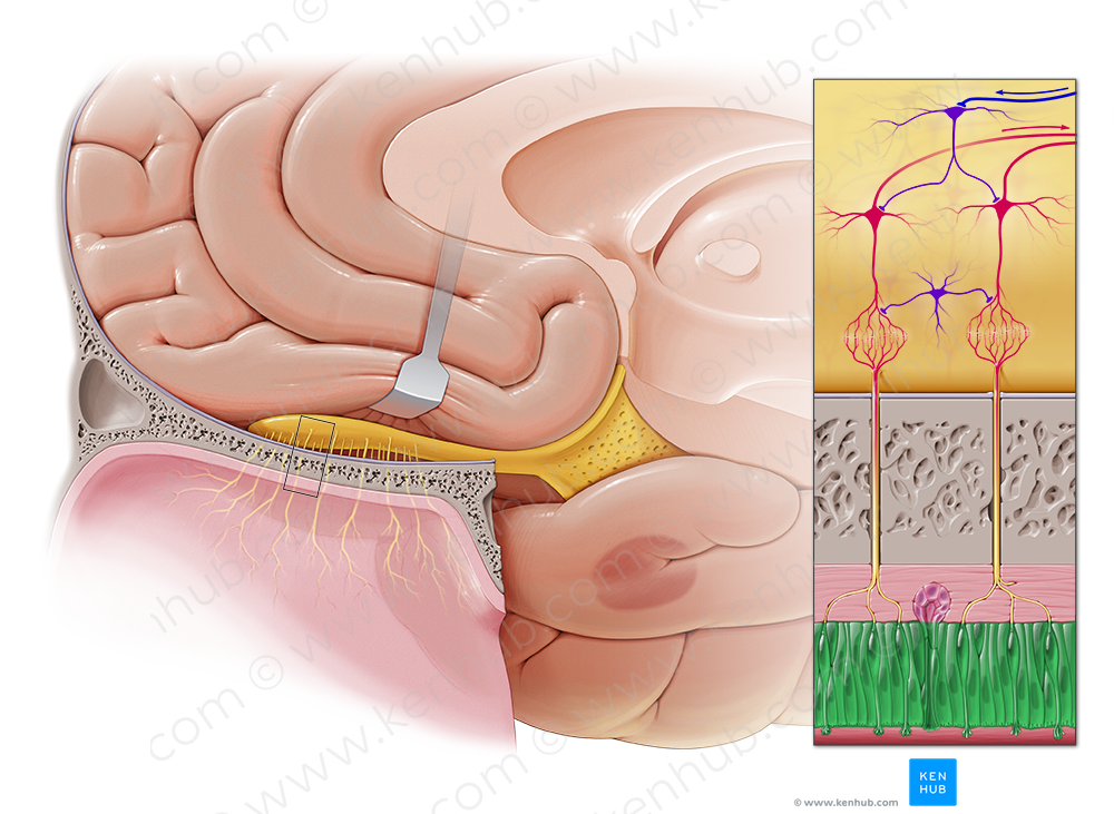 Olfactory epithelium (#3420)