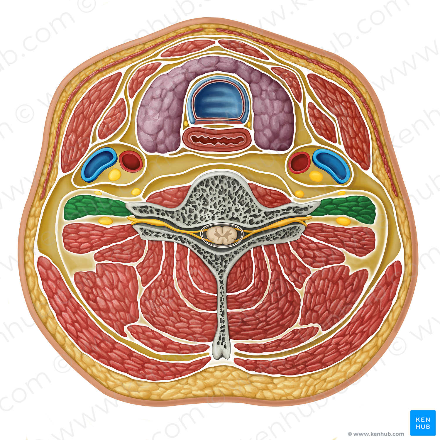 Scalenus anterior muscle (#17311)