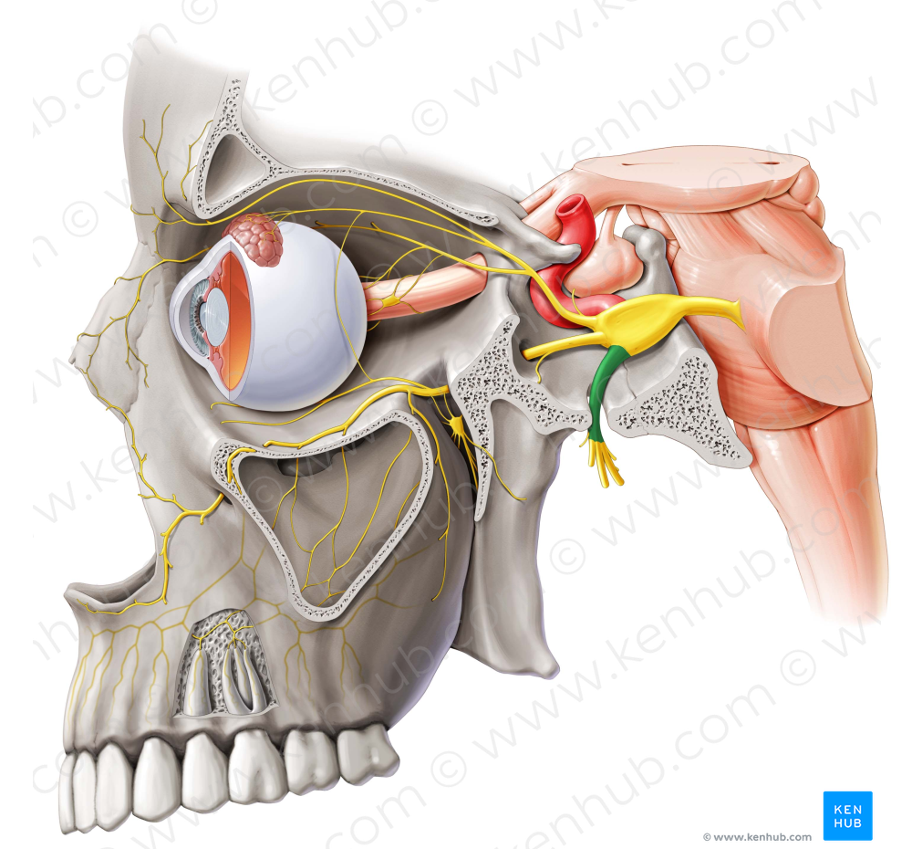Mandibular nerve (#6547)