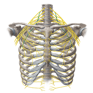 Long thoracic nerve (#20112)