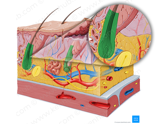 Hair follicle (#3717)