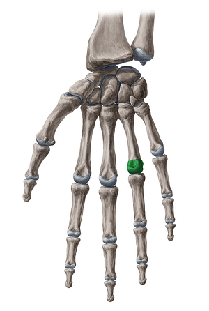 Head of 4th metacarpal bone (#2431)