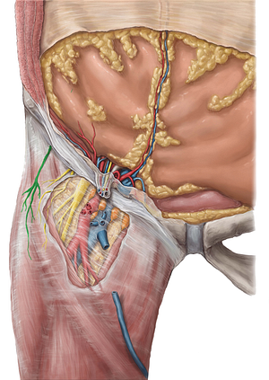 Lateral femoral cutaneous nerve (#6379)