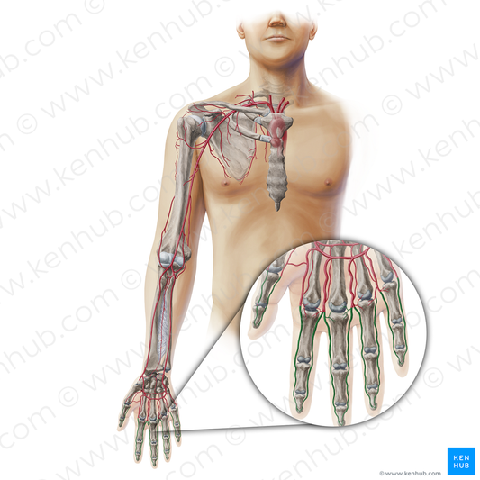 Digital arteries of hand (#19350)