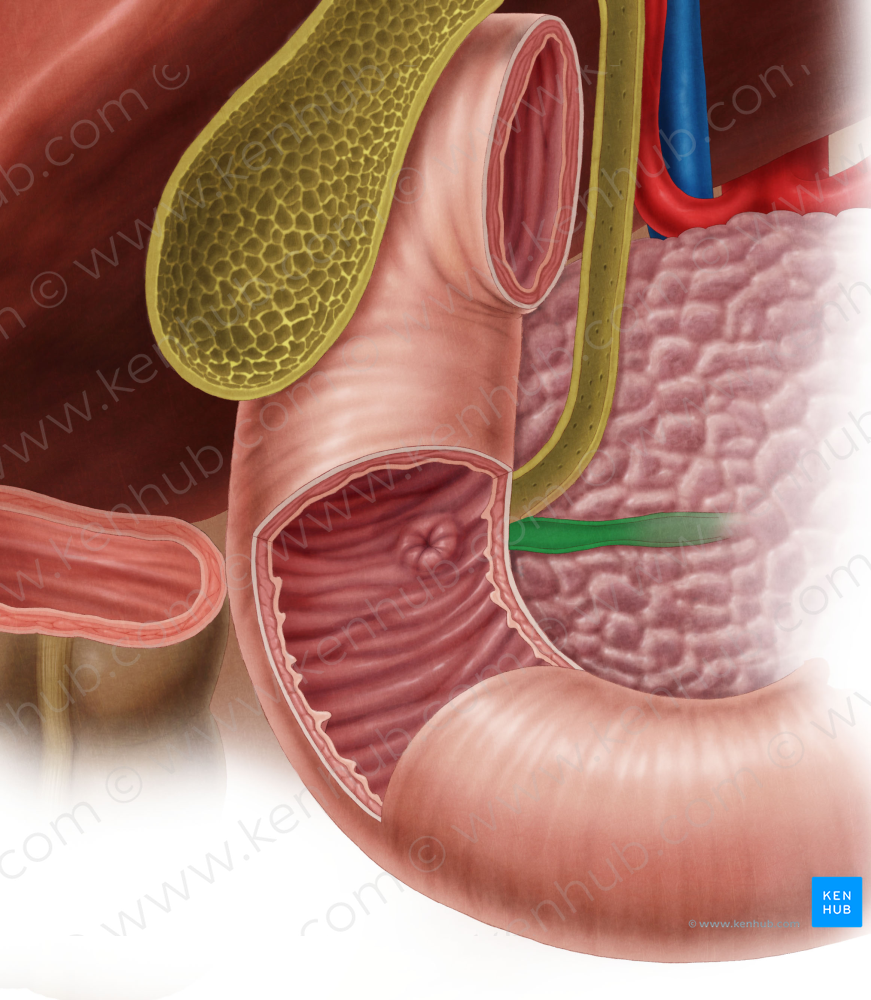 Pancreatic duct (#3335)