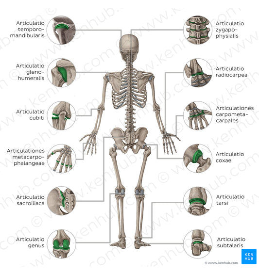 Main joints - posterior (Latin)