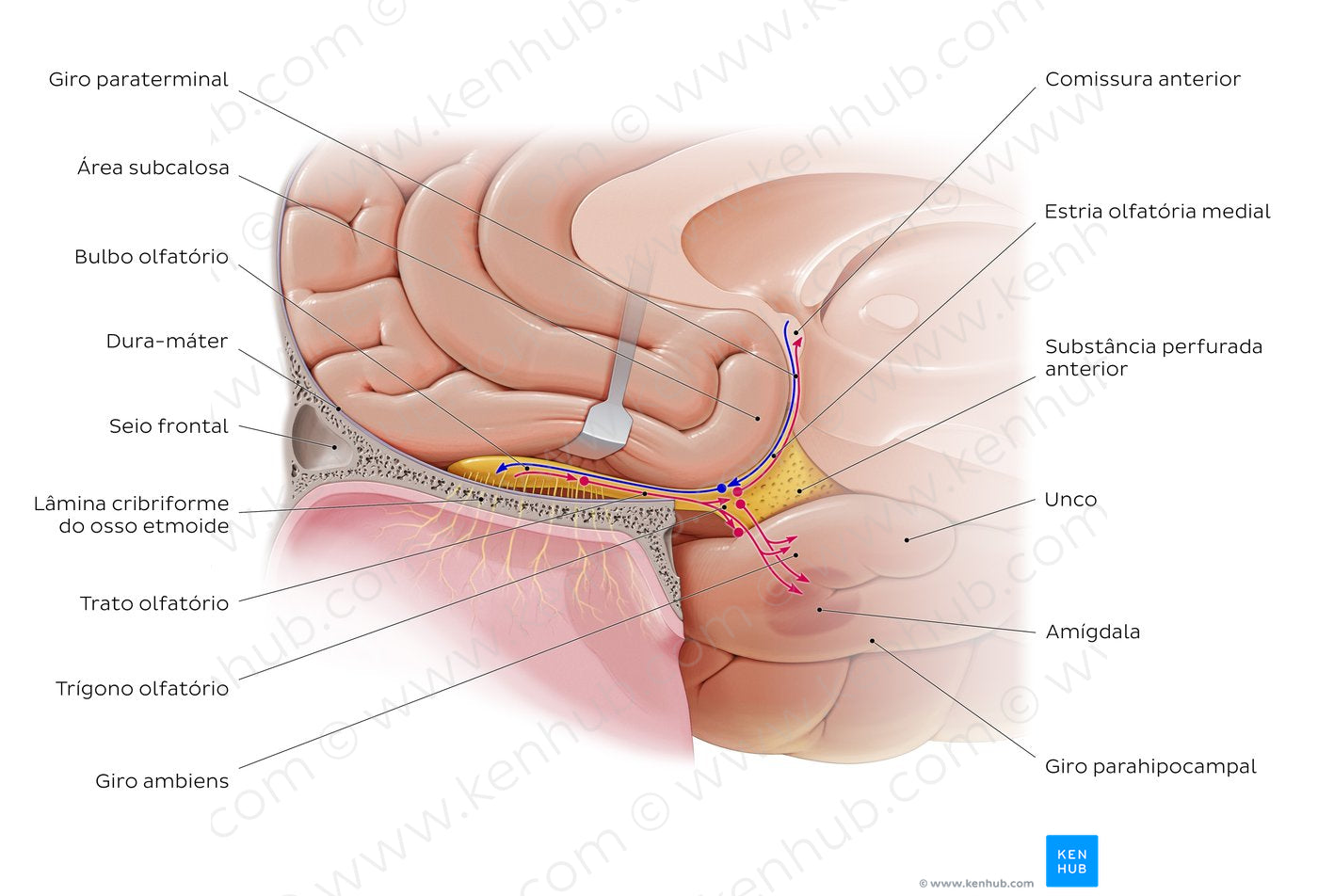 Olfactory nerve (pathway) (Portuguese)