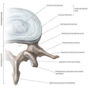 Typical lumbar vertebra (English)