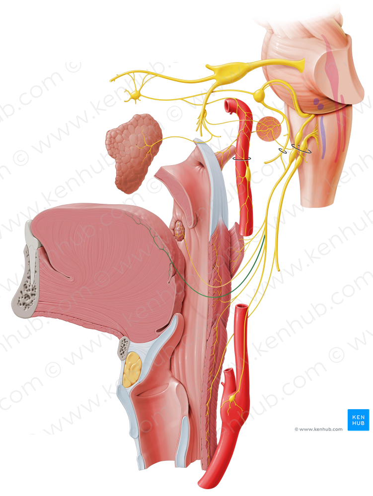 Lingual branches of glossopharyngeal nerve (#8500)