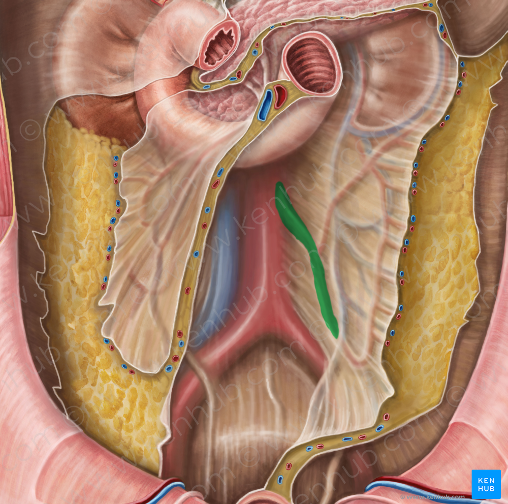 Inferior mesenteric artery (#1524)