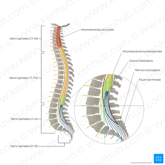 Vertebral column and spinal nerves (Latin)