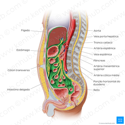 Peritonea relations (Portuguese)