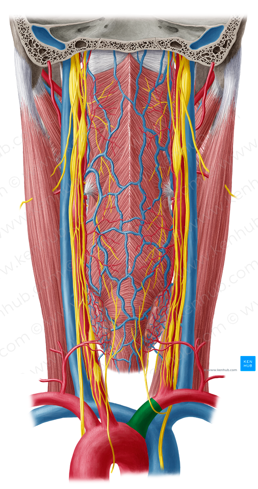 Brachiocephalic trunk (#9586)