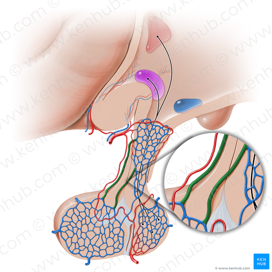 Long hypophyseal portal veins (#16239)