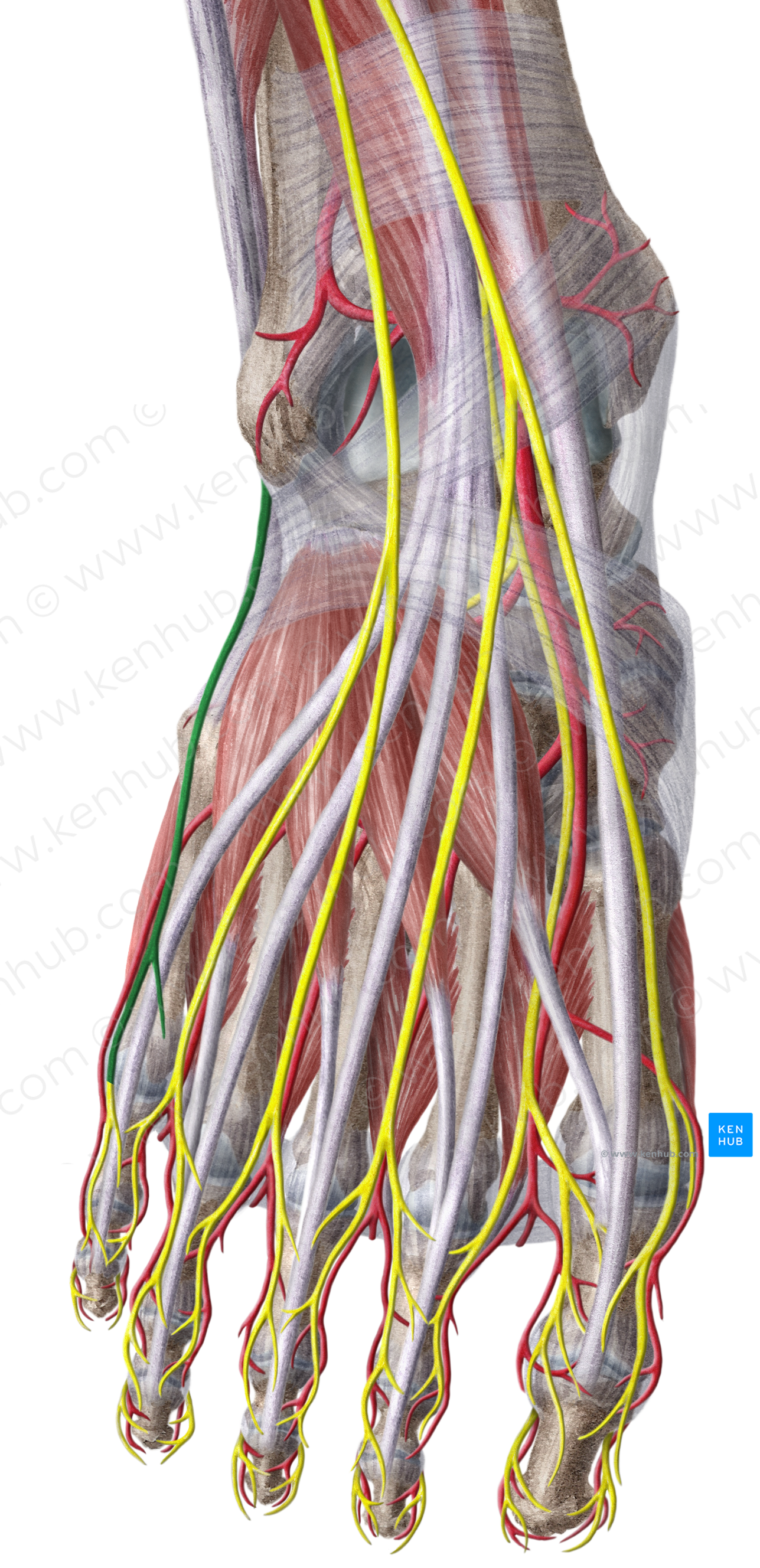 Lateral dorsal cutaneous nerve of foot (#6374)