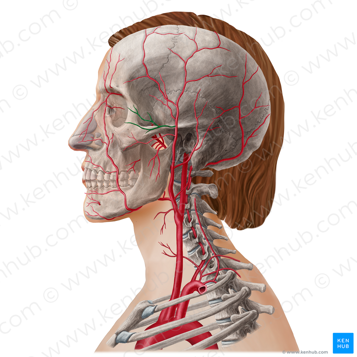 Zygomaticoorbital artery (#21815)