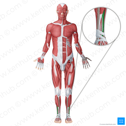 Extensor digitorum longus muscle (#18663)