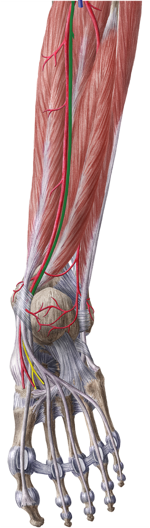 Tibial nerve (#6816)