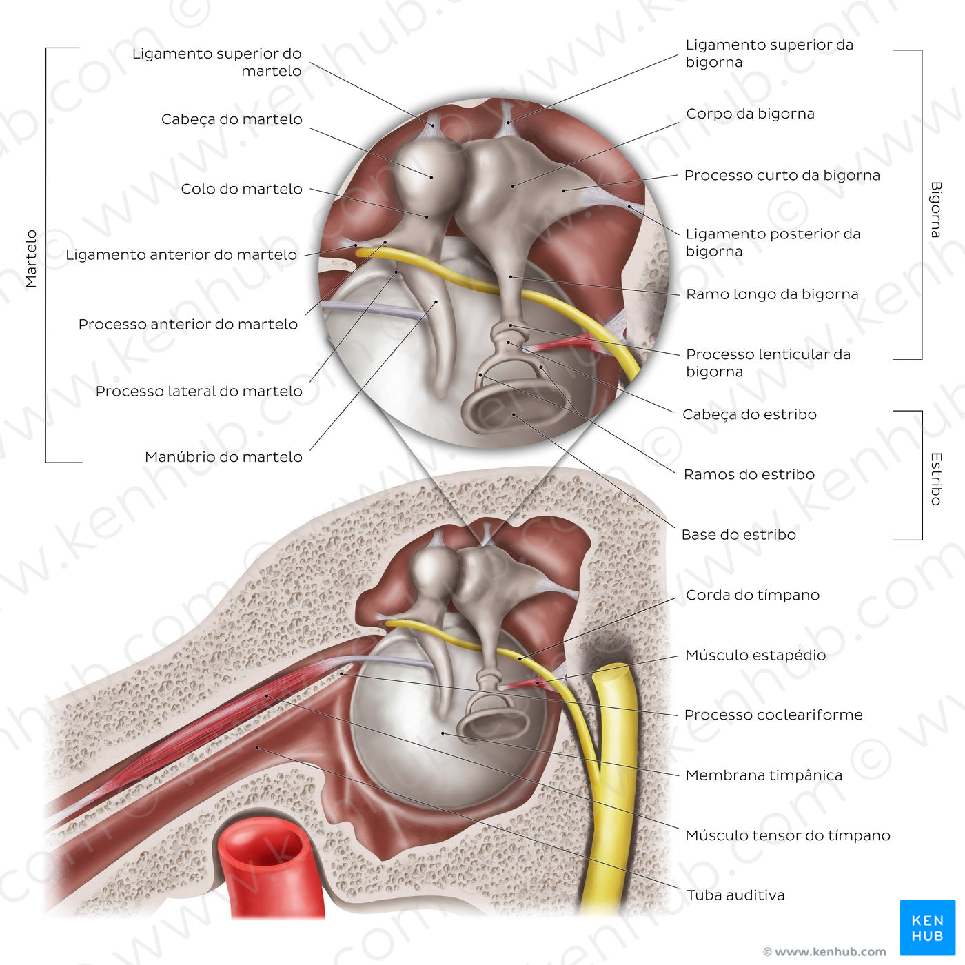 Middle ear: Sagittal section (Portuguese)