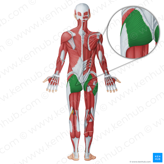 Gluteus maximus muscle (#18684)