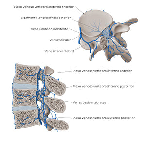 Veins of the vertebral column (Spanish)