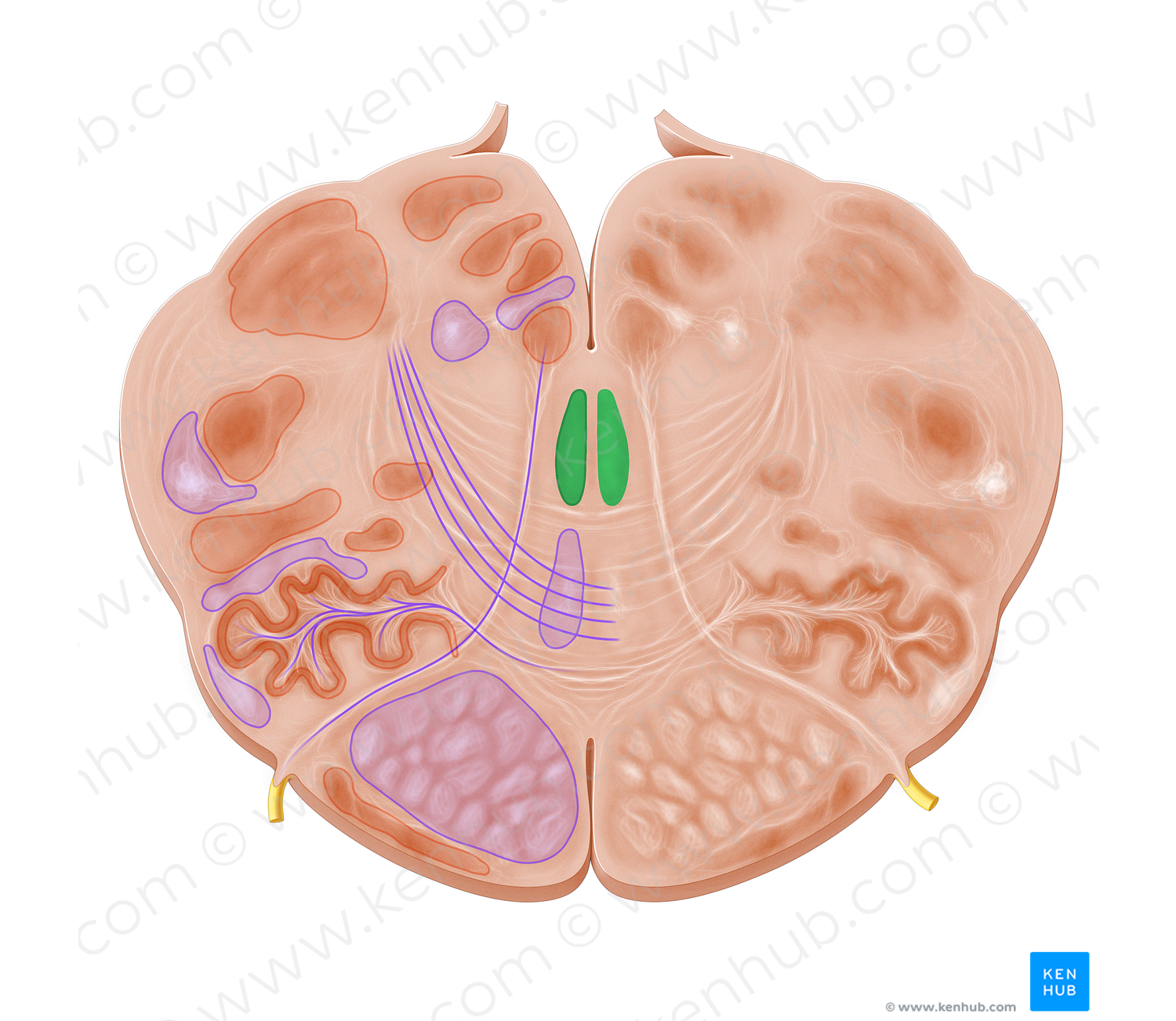 Medial longitudinal fasciculus (#3606)