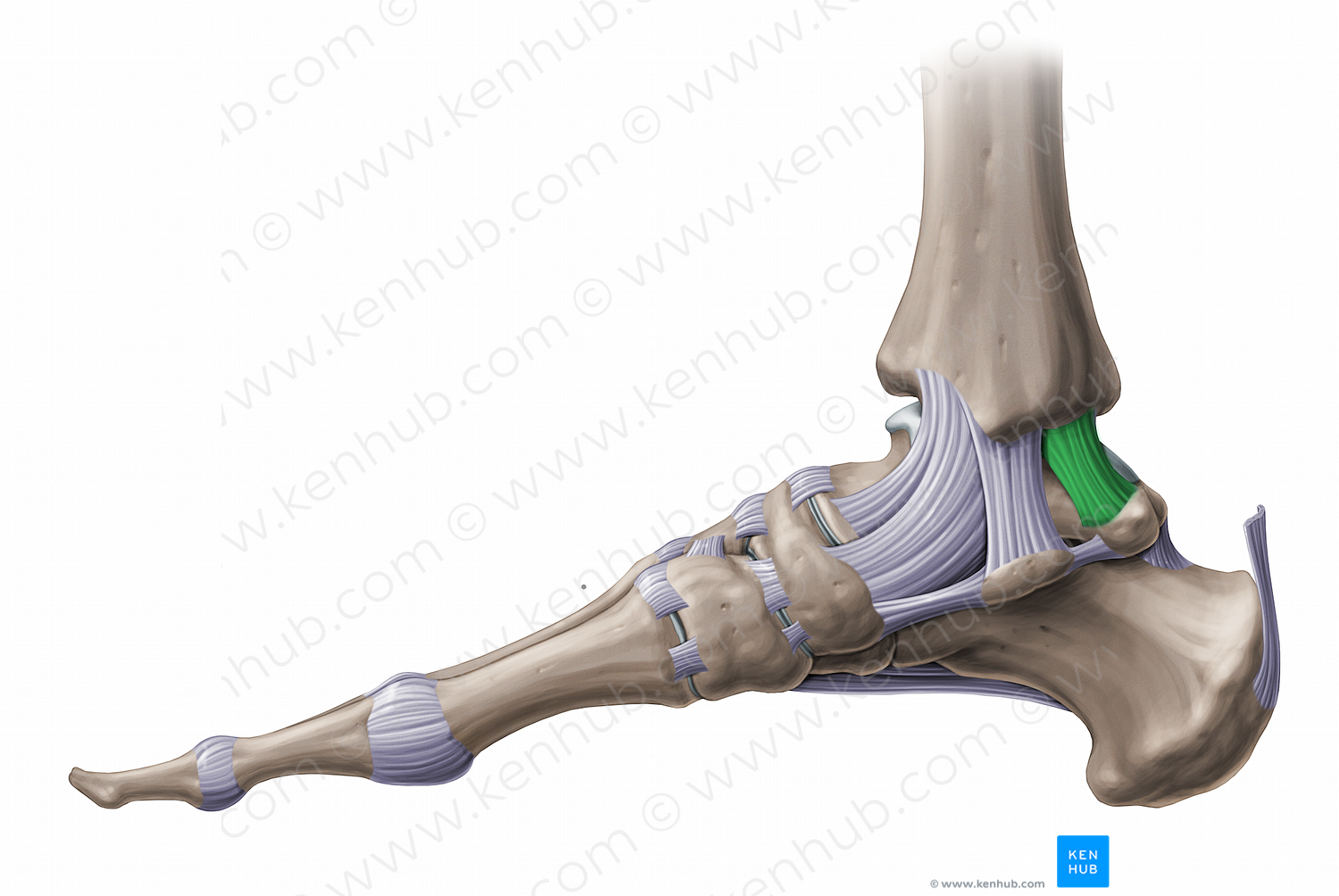 Posterior tibiotalar ligament (#11245)