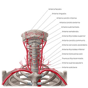 Arteries of the neck (Latin)