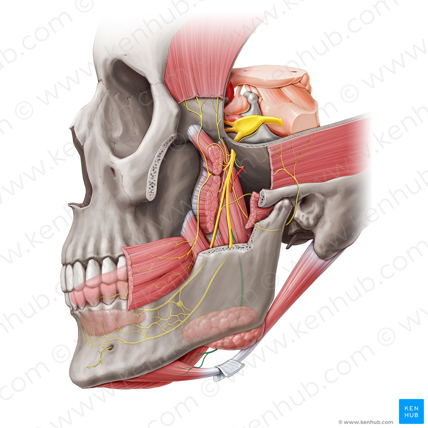 Nerve to mylohyoid muscle (#6583)