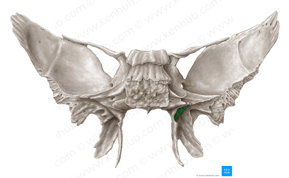 Scaphoid fossa of sphenoid bone (#3882)