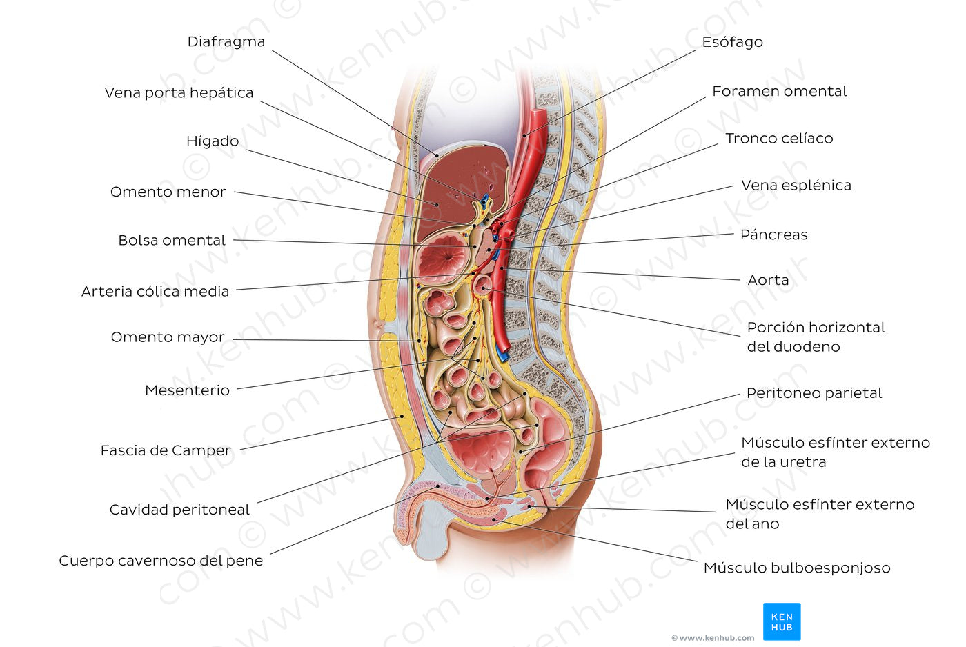 Sagittal section of the abdomen 1 (Spanish)