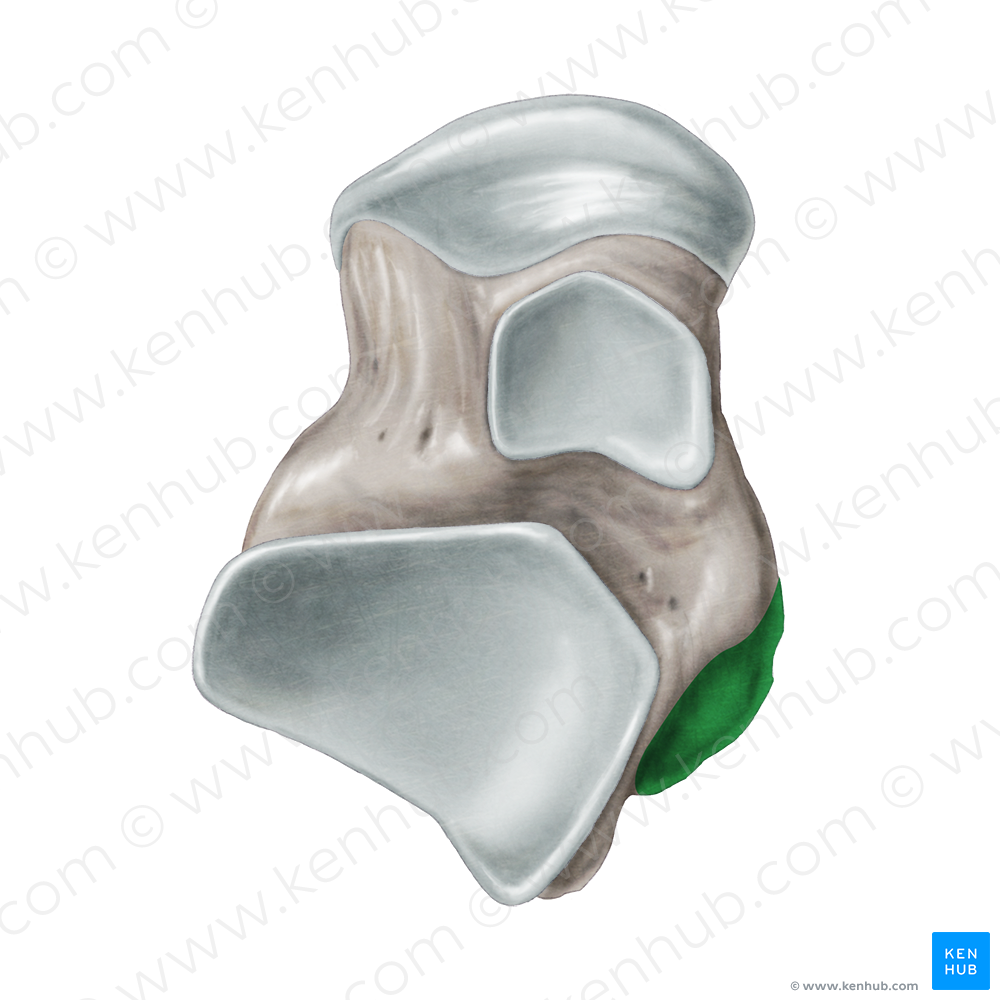 Medial tubercle of posterior process of talus (#9735)