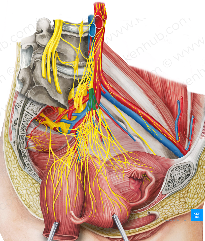 Left hypogastric nerve (#6454)