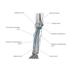 Veins of the forearm: Anterior view (English)