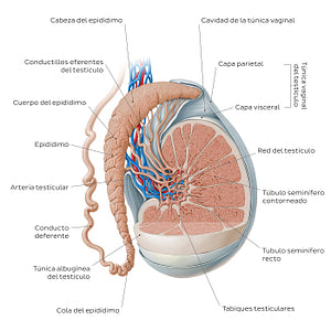 Testis and epididymis (Spanish)