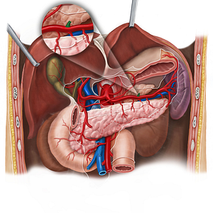 Posterior gastric artery (#1270)