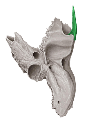 Zygomatic process of temporal bone (#8365)