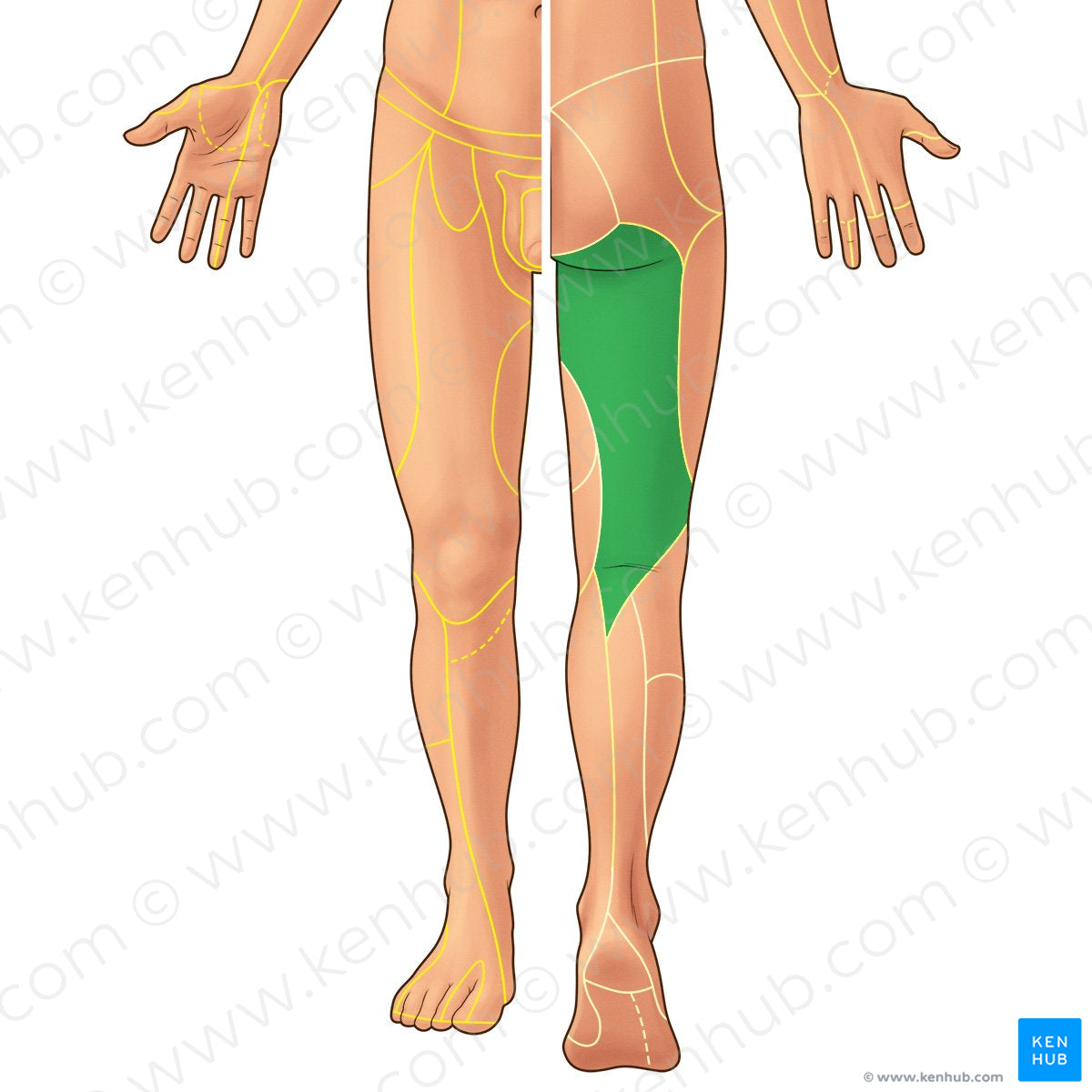 Posterior femoral cutaneous nerve (#21902)