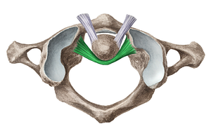 Transverse ligament of atlas (#4652)