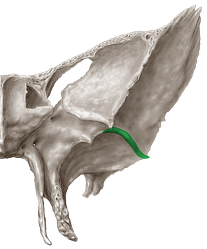 Infratemporal crest of sphenoid bone (#3111)