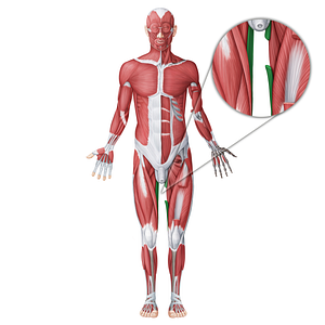 Gracilis muscle (#18687)