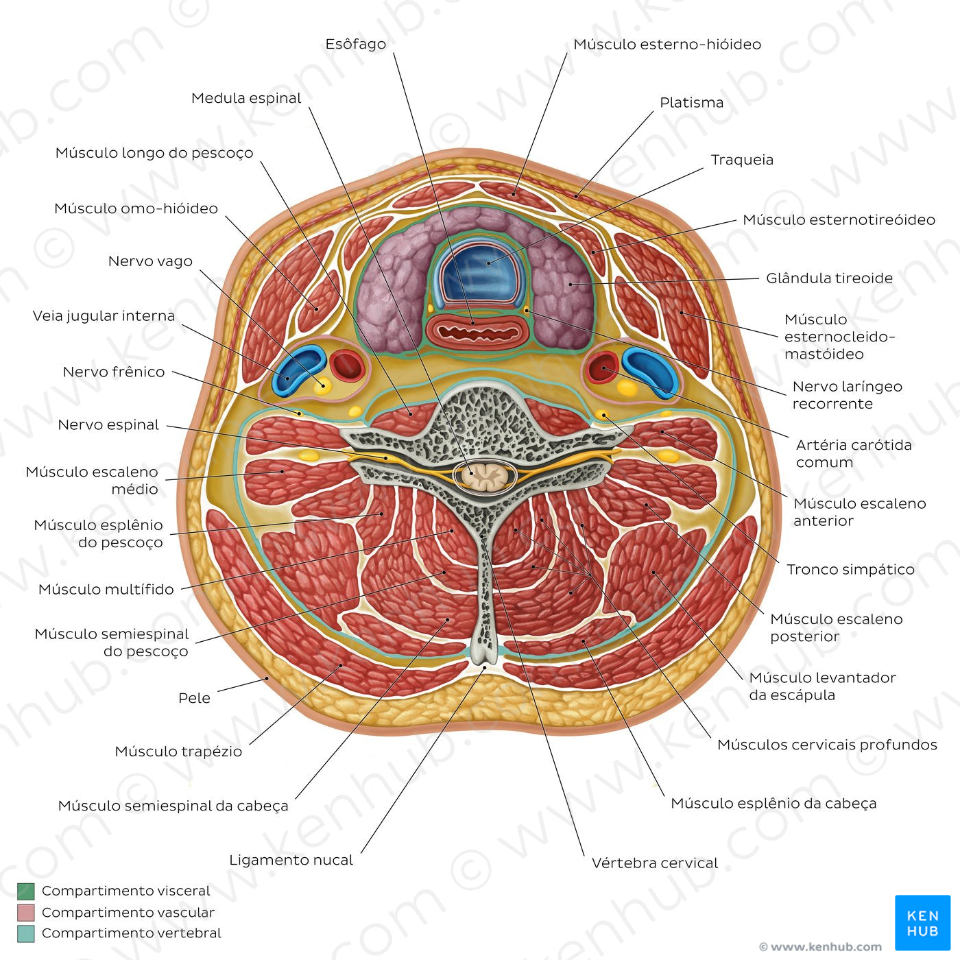 Compartments of the neck: Contents (Portuguese)