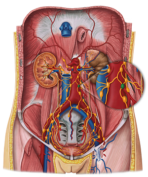 Pancreatic lymph nodes (#7064)