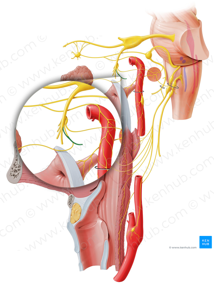 Auriculotemporal nerve (#6341)