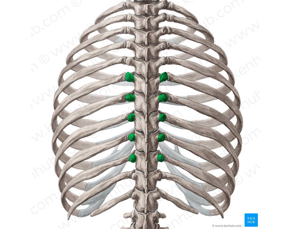 Transverse processes of vertebrae T6-T10 (#8339)